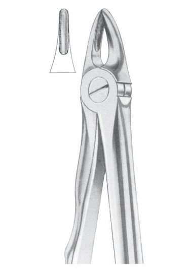 Fig. 29S upper roots for children