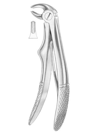 RALK Fig. 231 root fragments